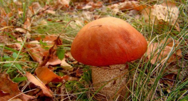 Houbařská místa regionu smolensk - kam jít na tichý lov